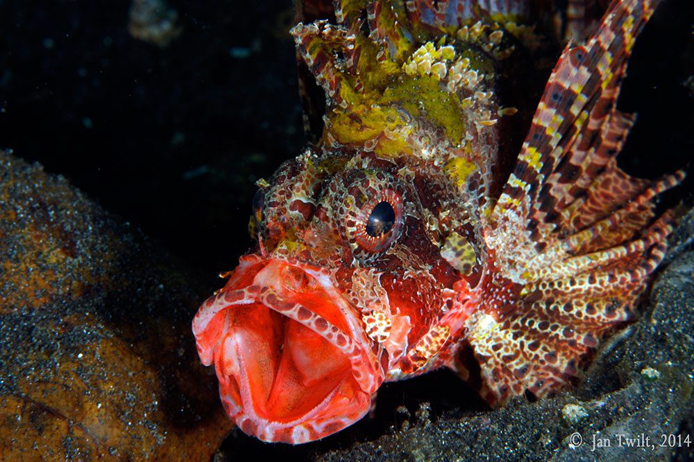 Spotfin lionfish