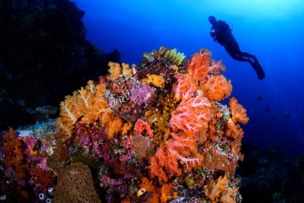 Soft Coral in Lembeh