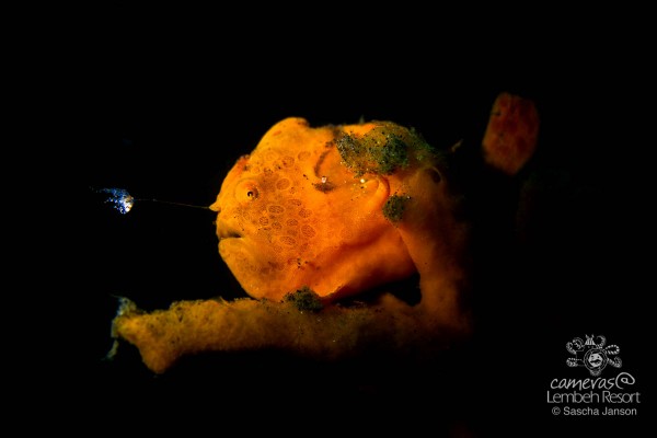 Painted Frgogfish (antennarius pictus) with Glossodoris averni i