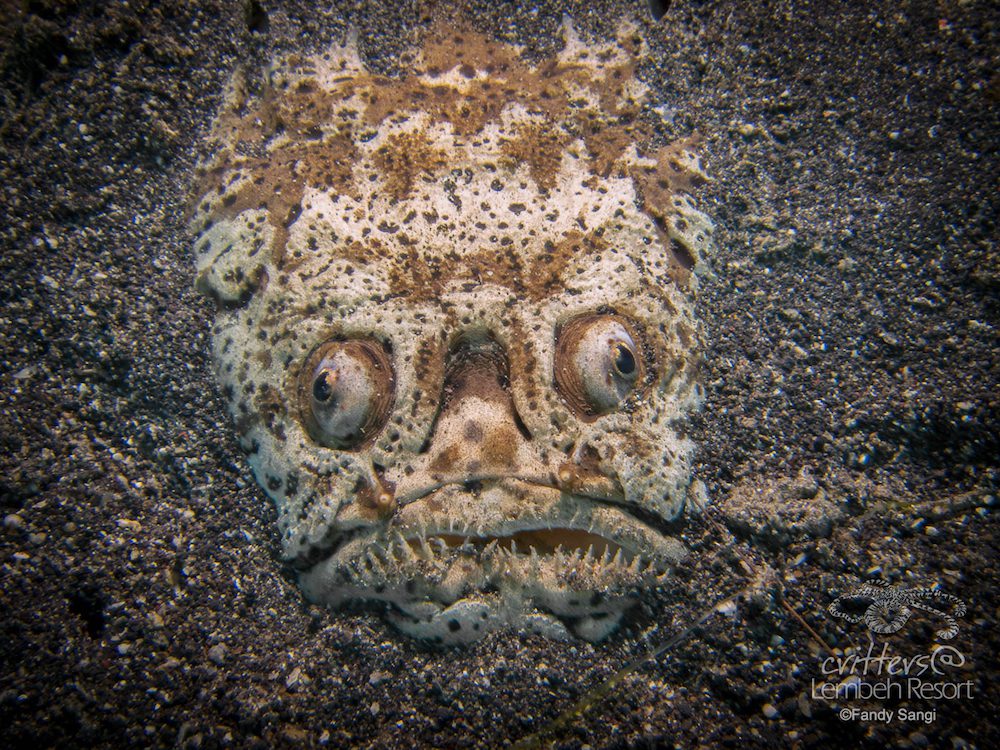 Stargazer, Urnoscopus sulphureus, Fandy, Critters@Lembeh Lembeh Resort, Lembeh Strait Indonesia 2016