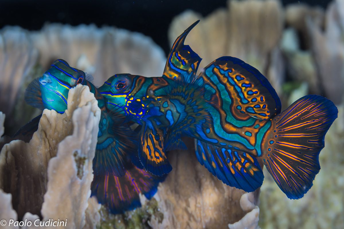 mandarin fish in Lembeh Strait