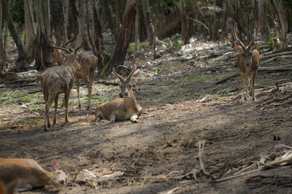 TASIK_OKI_LEMBEH_RESORT_DEER