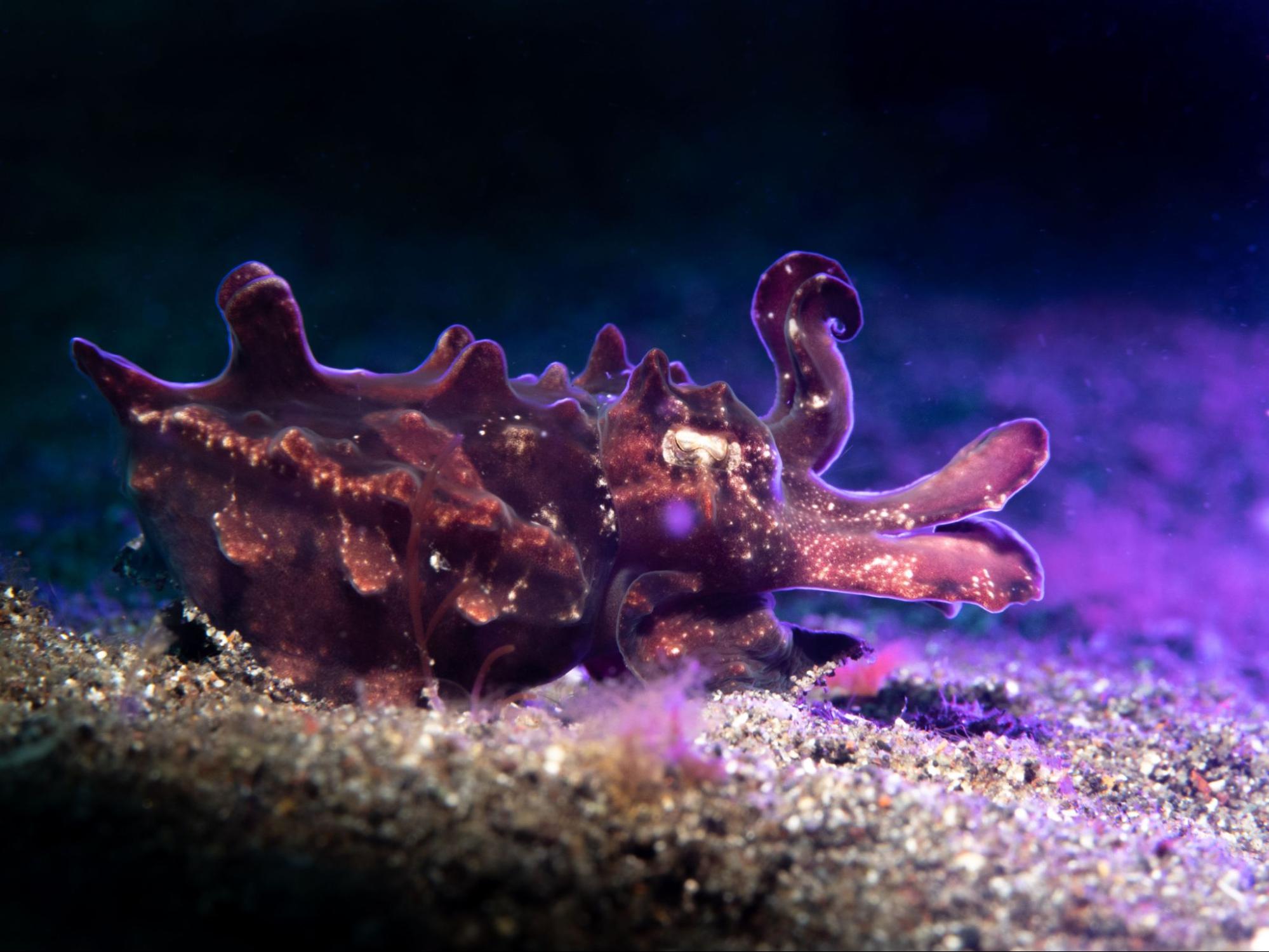 smallest species of cuttlefish