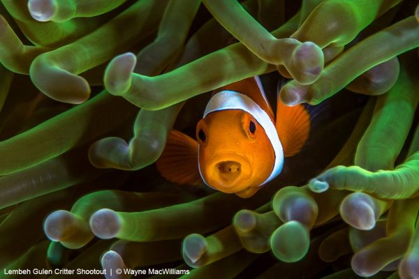 Lembeh Gulen Critter Shootout