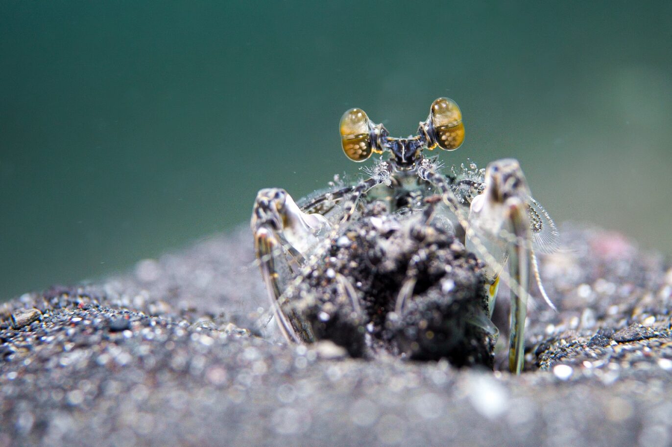 Tiger Mantis at Lembeh 