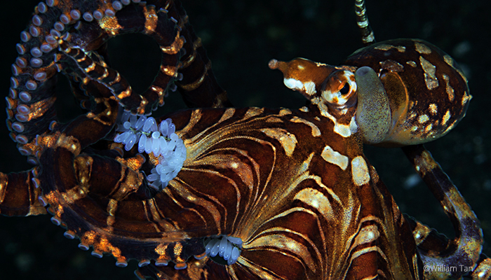 Wunderpus octopus, William tan, Lembeh Strait Indonesia 2017