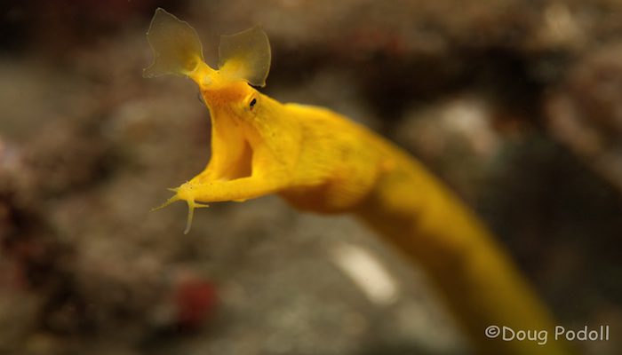 yellow ribbon eel