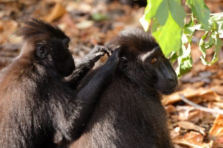 black crested macaque in Tangkoko Nature Reserve