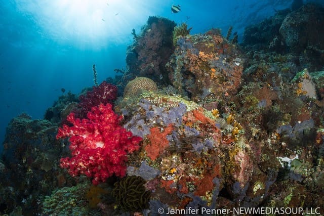 coral reef in Angel's Window, Lembeh, North Sulawesi