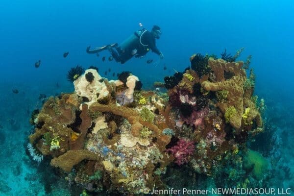 diver in Angel's Window, Lembeh, North Sulawesi