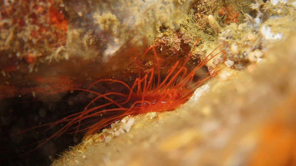 electric clam in Lembeh Strait