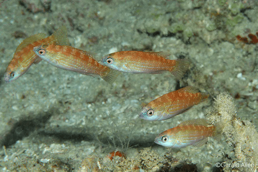 Flasher Wrasse Female