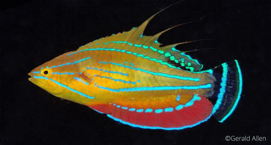 Flasher Wrasse Photography