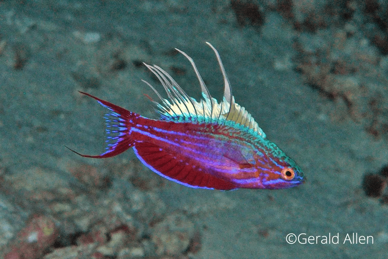 Flasher Wrasse 