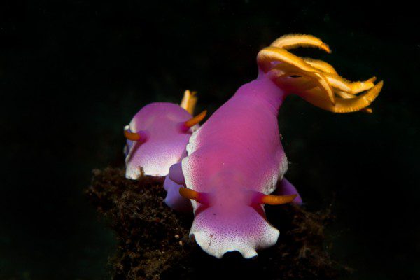 Hypselodoris apolegma, Aron Gekoski,Nudibranch, Lembeh Strait, North Sulawesi Indonesia, Bitung, critters@Lembeh Resort, Lembeh Resort,underwater photography