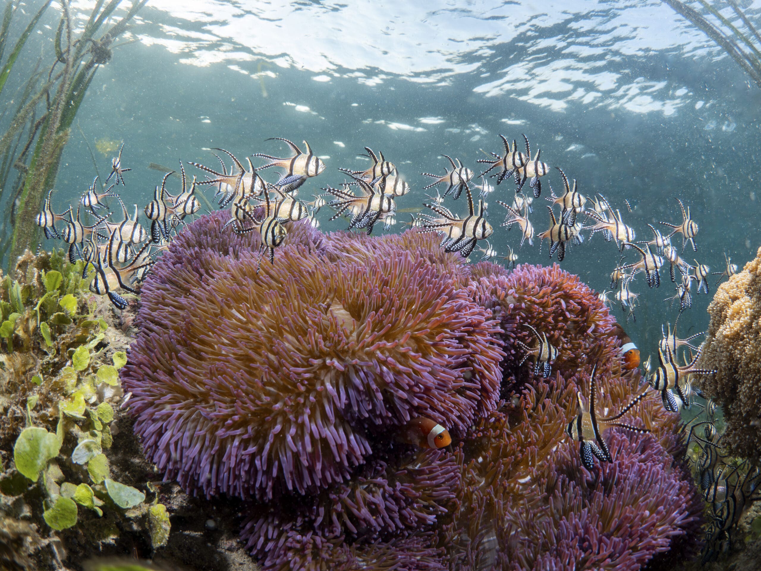 sea anemone habitat