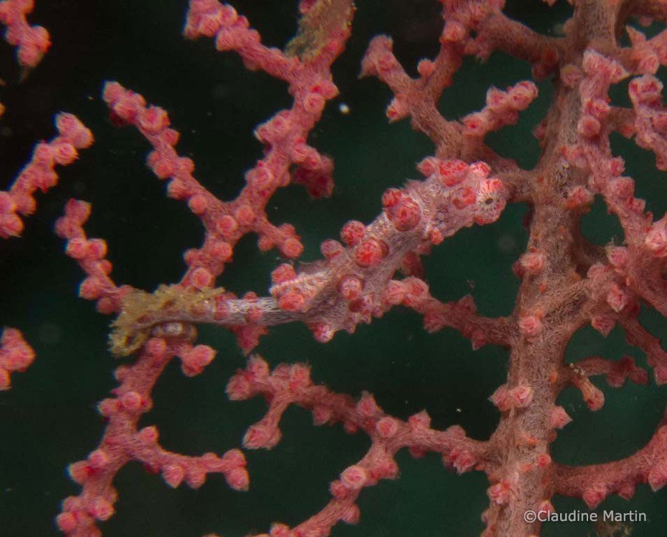 Bargibanti pygmy seahorses at Lembeh strait