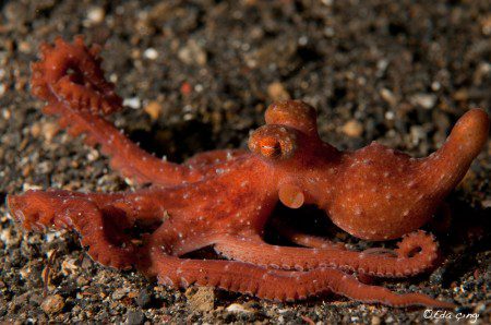 Starry Night Octopus