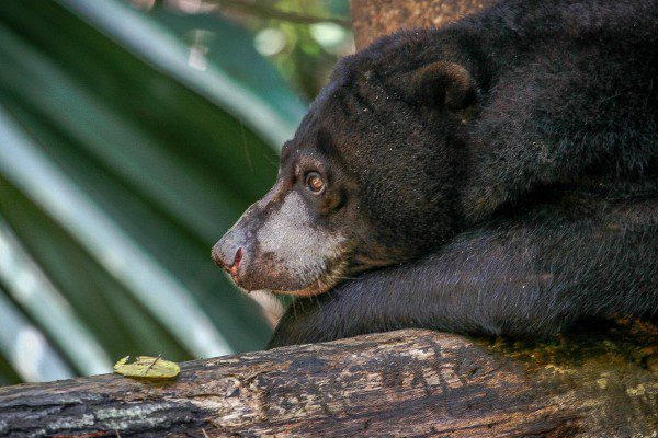 sun_bear_lembeh_resort