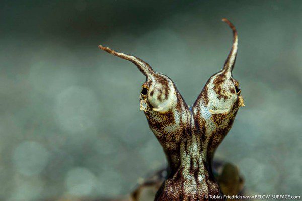 lembeh gulen critter shootout - lembeh strait - indonesia